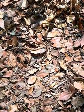 Leaves and twigs make excellent additions to the compost pile. J.C. Lawrence